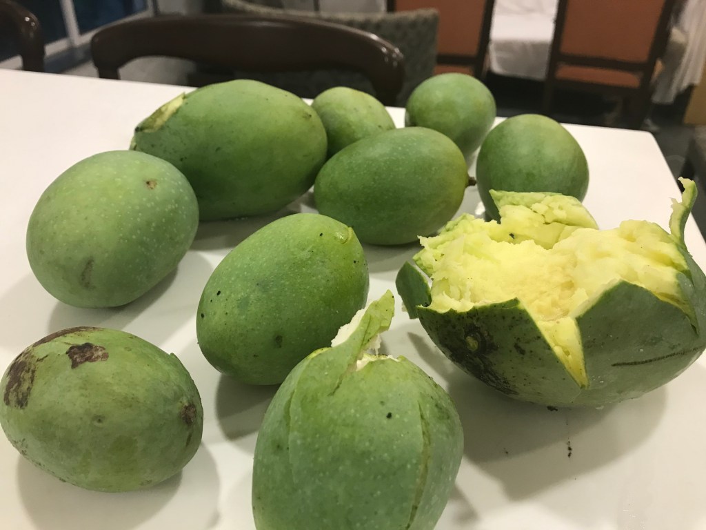 First harvest of mangoes